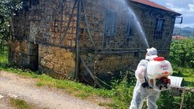 Giresun'da Kahverengi Kokarca İle Mücadele