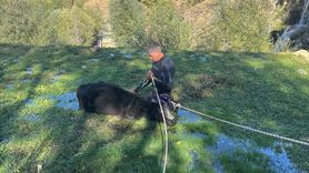 Isparta'da Bataklığa Saplanan Büyükbaş Hayvan Kurtarıldı