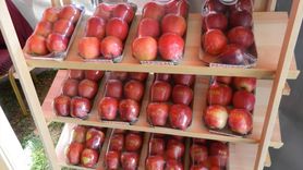 Isparta'da Sürdürülebilir Meyve-Bağ Fidancılığı Çalıştayı Düzenlendi