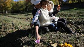 Karabük'te Mucize Bitki Safranın Hasadı Devam Ediyor