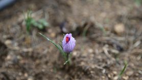 Karabük'te Safran Çiçek Açtı