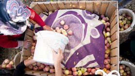 Karaman'da Sezonun Son Elmaları Hasat Ediliyor