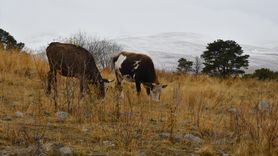 Kars'ın Sarıkamış İlçesinde Kar Yağışı