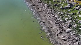 Kayseri'deki Tozlu Göleti'nde Balık Ölümleri Tespit Edildi