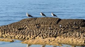 Kazakistan'da Hazar Denizi'nde Biyoçeşitlilik Tehlikesi