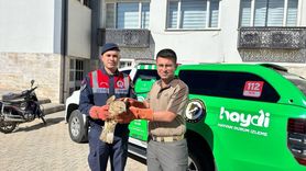 Kilis'te Yaralı Kızıl Şahin Koruma Altına Alındı