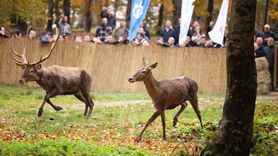 Kocaeli'de Kızıl Geyik Yerleştirme Projesi Başladı