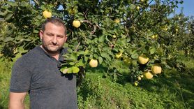 Kocaeli'nin Eşme Ayvası Hasadı Başladı