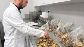 Mantar Zehirlenmelerinde Dikkat Edilmesi Gerekenler