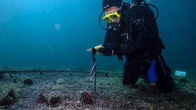 Marmara Denizi'nde Pina Popülasyonu Artıyor