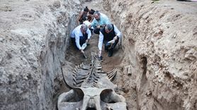 Mersin'de Fin Balinasının İskeleti Bilim İçin Gün Yüzüne Çıkıyor