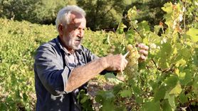 Osmaniye'de Geleneksel Pekmez Üretimi Başladı