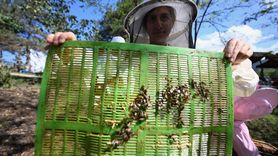 Özel Bireyler Arıların Dünyasını Keşfediyor