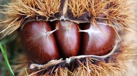 Samsun'da Kestane Kanseri ve Gal Arısına Dayanıklı Türler Geliştiriliyor