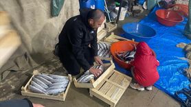 Sinop'ta Balıkçıların Palamut Avı