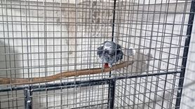 Tekirdağ'da Kaçak 21 Papağan Ele Geçirildi