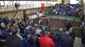 TİGEM Müzayedesinde Rekor Satış: Arap Tayı 10.5 Milyon Liraya Satıldı