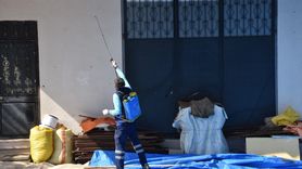 Trabzon'da Kahverengi Kokarca İle Mücadele Çalışmaları