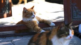 Hatay'da Depremzededen Sahipsiz Kedilere Destek