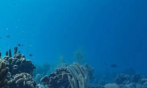 California Sahillerinde Zehirli Yosunlar Yüzlerce Deniz Hayvanının Ölümüne Neden Oldu