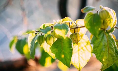 Kiraz Sapı ve Maydanoz Sapı Çayı ile Sağlıklı Yaşam