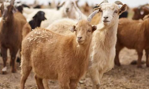 Samsun'da Şarbon Tehlikesi: Kumcağız Mahallesi Kordon Altına Alındı