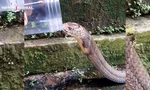 TikTok Kullanıcısı Yılanı Susuzluktan Kurtardı