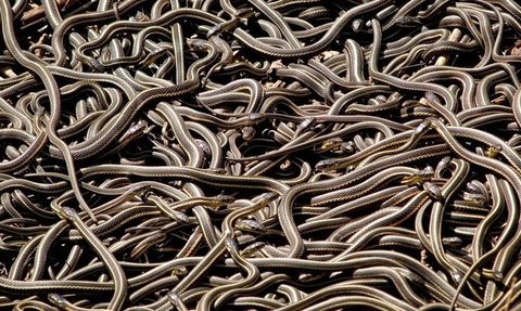 Kookaburra: Yılanların Korkulu Rüyası