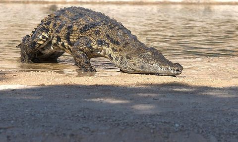 ABD'nin Güney Carolina eyaletinde ikinci timsah saldırısı: Bir kadın hayatını kaybetti