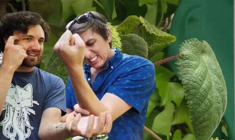 Dünyanın En Tehlikeli Bitkisi: Gympie-Gympie