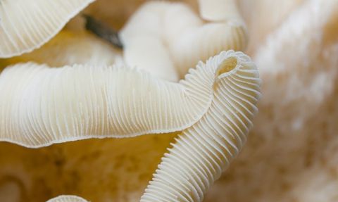 D Vitamini Her Gün Alınır mı? Sağlıklı Bir Hayat İçin D Vitamini İle İlgili Bilinmesi Gerekenler!