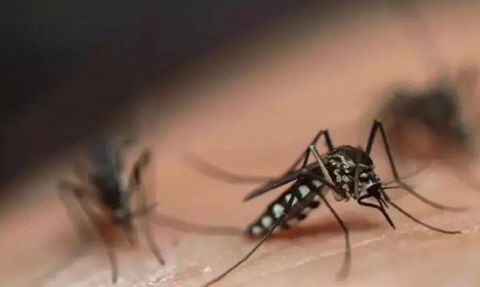 Sivrisineklere Karşı Alınabilecek Doğal Önlemler