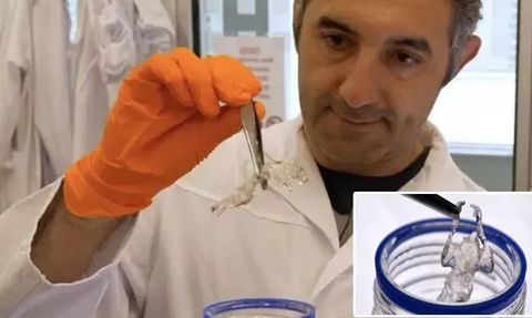 Helmholtz Münih'teki Araştırmacılar Şeffaf Fare Yaratmayı Başardı