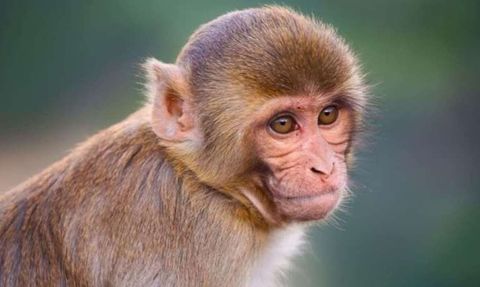 Erkek Rhesus Maymunları Arasındaki Eşcinsel İlişki ve Üreme Avantajı