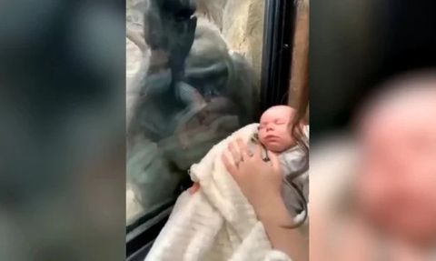Bir Annenin Bebeğini Gören Goril, Kendi Yavrusunu Getirdi