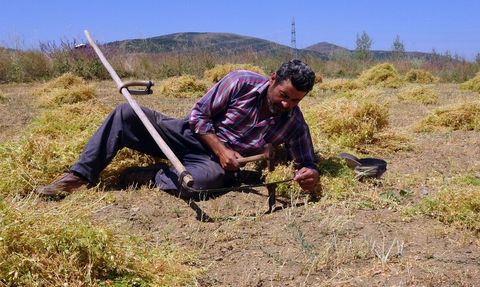 Yozgat'ta Yeşil Mercimek Hasadı Başladı