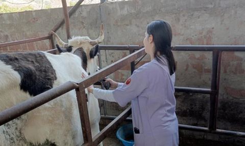 Aydın'ın Nazilli ve Kuyucak İlçelerinde Şap Hastalığı Alarmı
