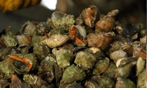 Türkiye'de Deniz Salyangozu İhracatı Artıyor