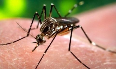 Dünya Nüfusunun Yarısı Dang Virüsü Riski Altında