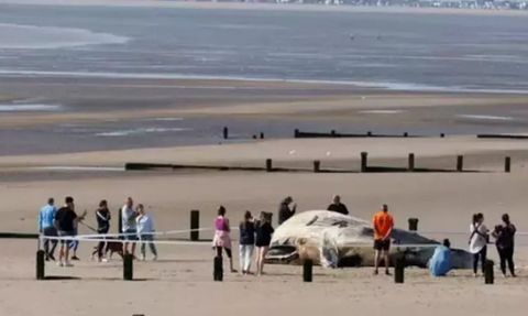 İngiltere'nin St. Mary's Bay Sahilinde Kıyıya Vuran Balina Paniği