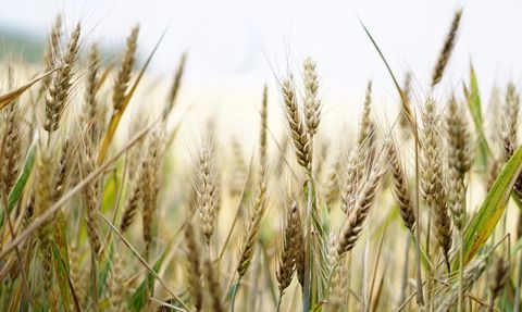 Buğday ve Arpa Fiyatları Güncellendi