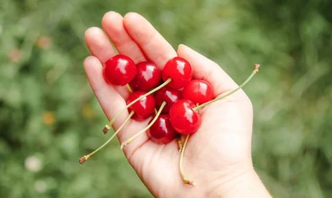 Kiraz Sapının Faydaları