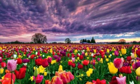 Ünlü Psikoterapist En Çok Arzulanan 9 Şeyi Sıraladı