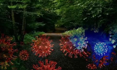 Harvard Ormanı'nda Dev Virüsler Keşfedildi