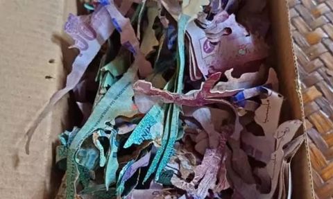 Malezya'da Biriktirilen Hac Parası Böcekler Tarafından Yok Edildi