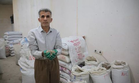 Hakkari'de Yetişen Kenger Bitkisi Yöre Halkına Gelir Kapısı Oldu