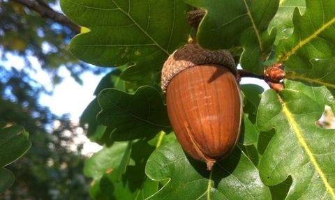 Meşe Palamudu: Şifalı Bir Doğa Hediyesi
