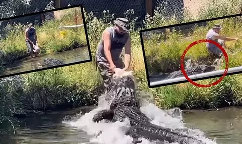 600 Kiloluk Timsahı Beslerken Kıl Payı Kurtuldu