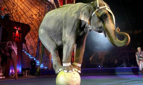 Fil Sirkten Firar Etti! Halk Tedirgin