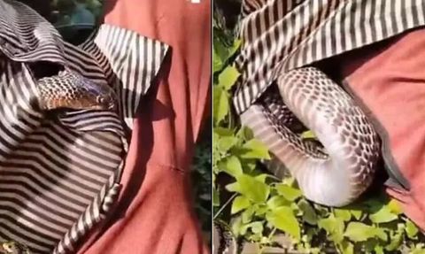Hindistan'da Bir Bahçıvana Kobra Saldırısı